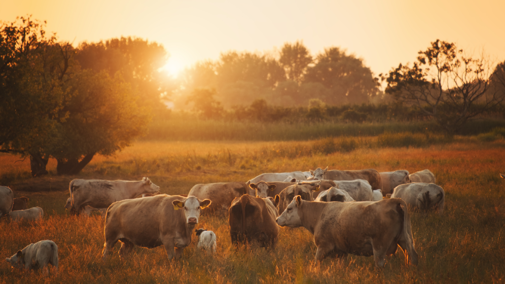 Cómo se estructura un ciclo de inversión en engorde bovino (1)