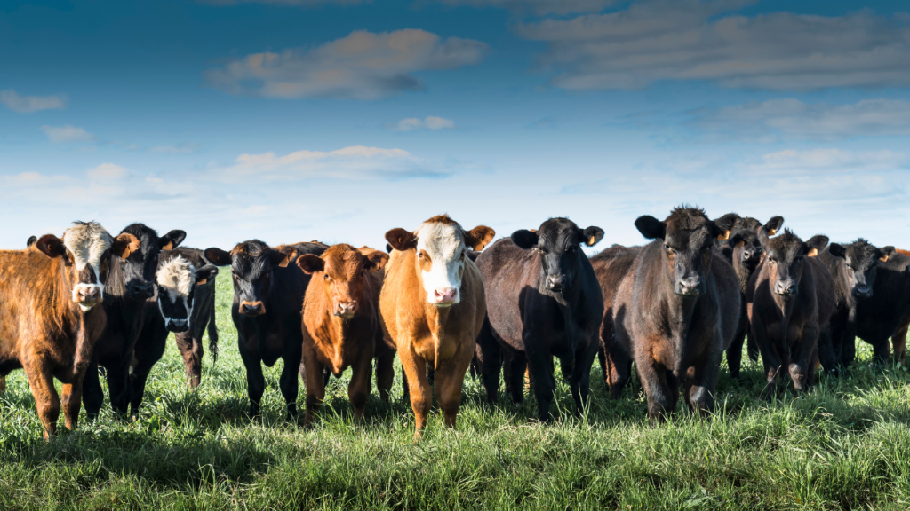 Por qué la gestión corporativa mejora el rendimiento en proyectos agropecuarios